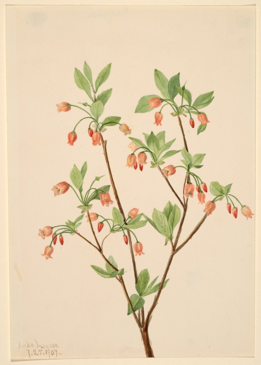 Menziesea (Menziesea glabella) - Mary Vaux Walcott