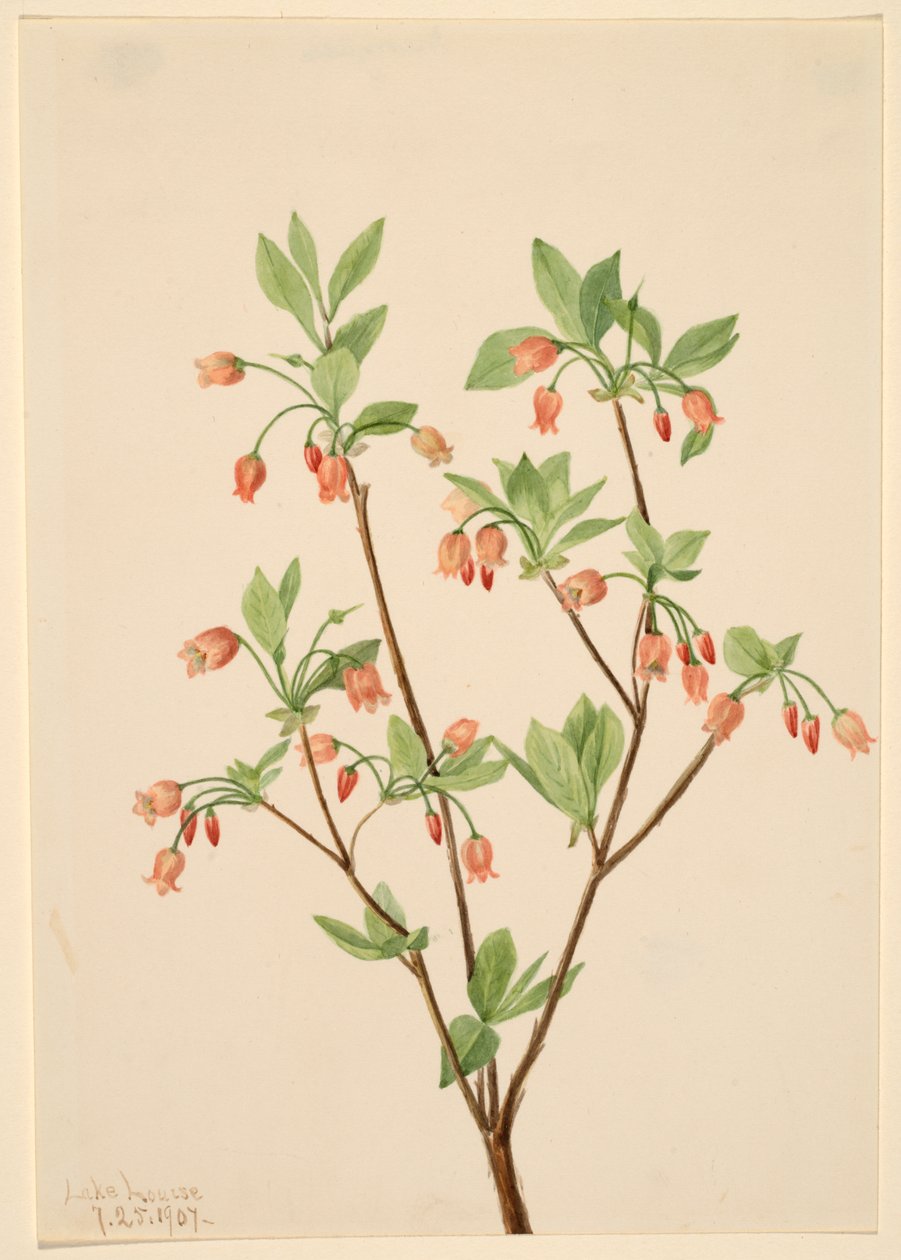 Menziesea glabella - Mary Vaux Walcott