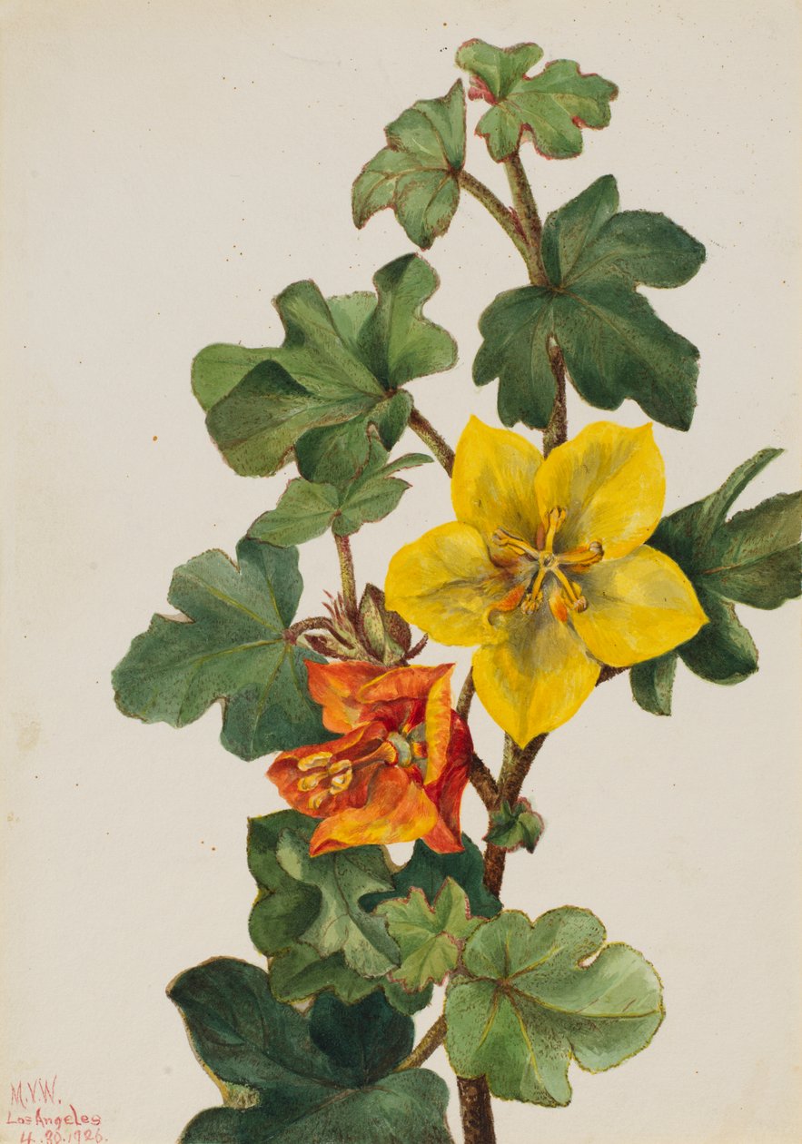 Fremontia mexicaine Fremontodendron mexicanum, 1926 - Mary Vaux Walcott