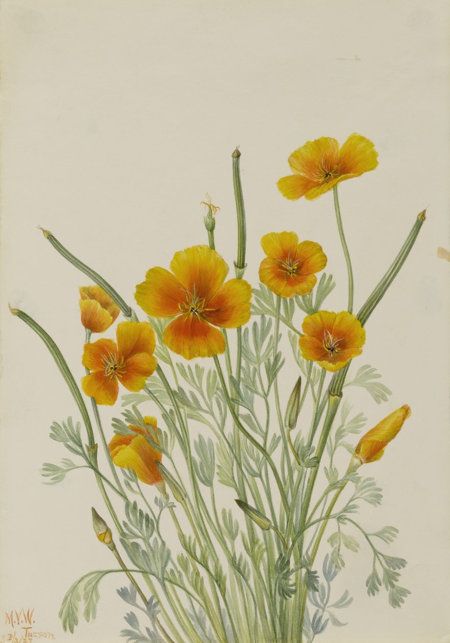 Pavot mexicain (Eschscholtzia mexicana) - Mary Vaux Walcott