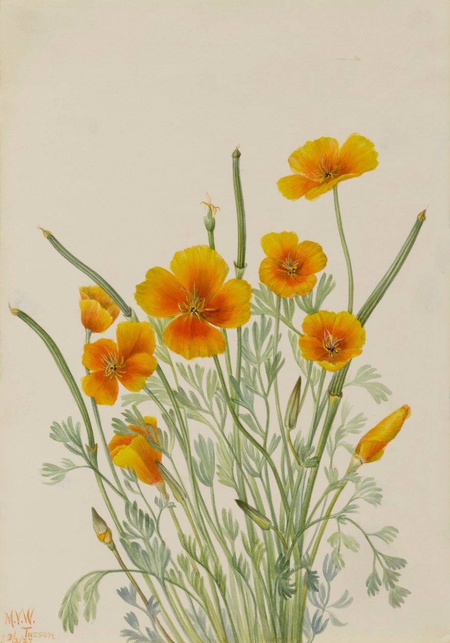 Pavot mexicain Eschscholtzia mexicana, 1927 - Mary Vaux Walcott