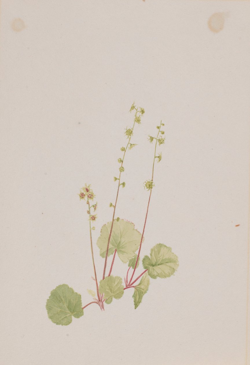Mitella nue - Mary Vaux Walcott