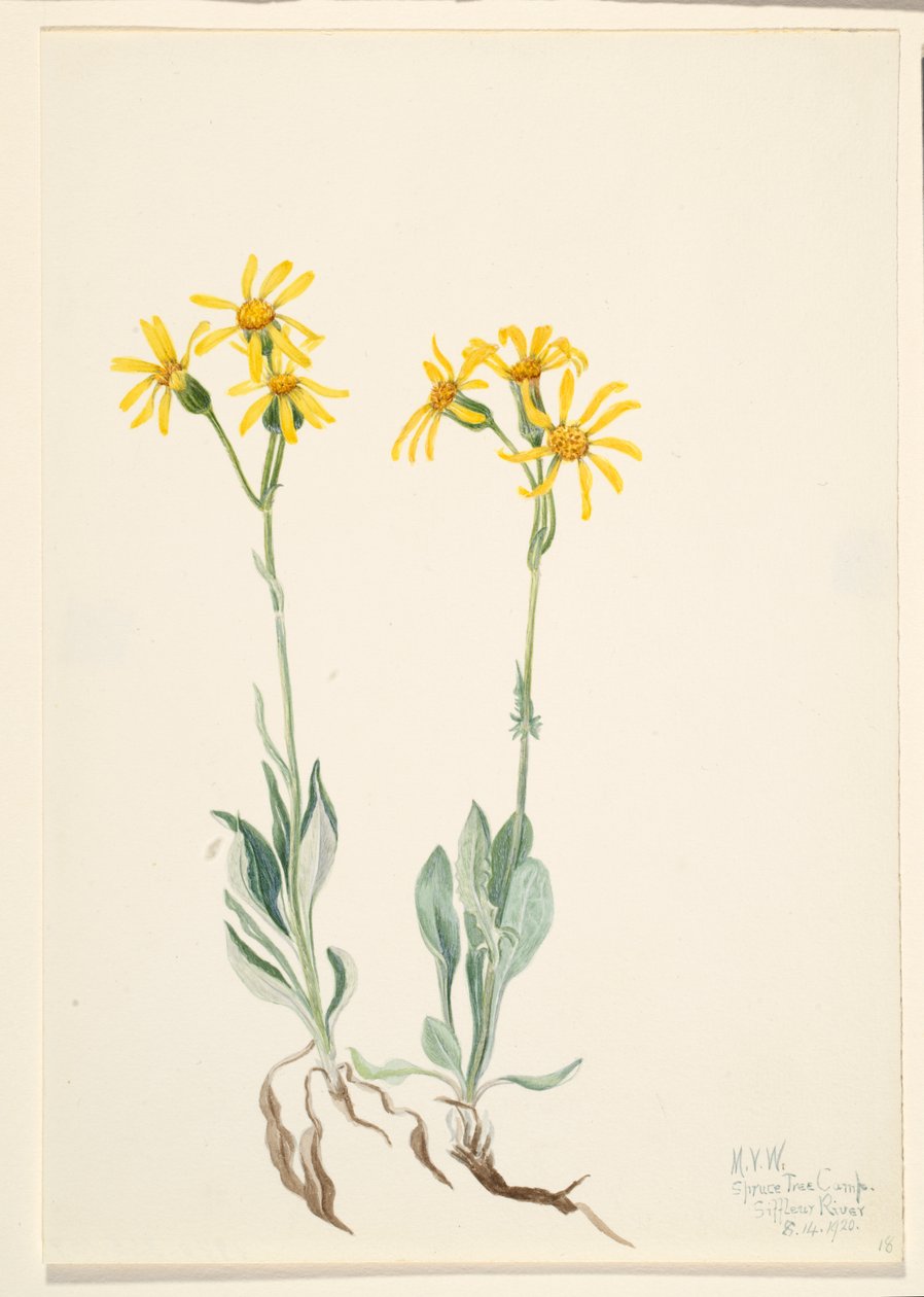 Parnassie de montagne - Mary Vaux Walcott