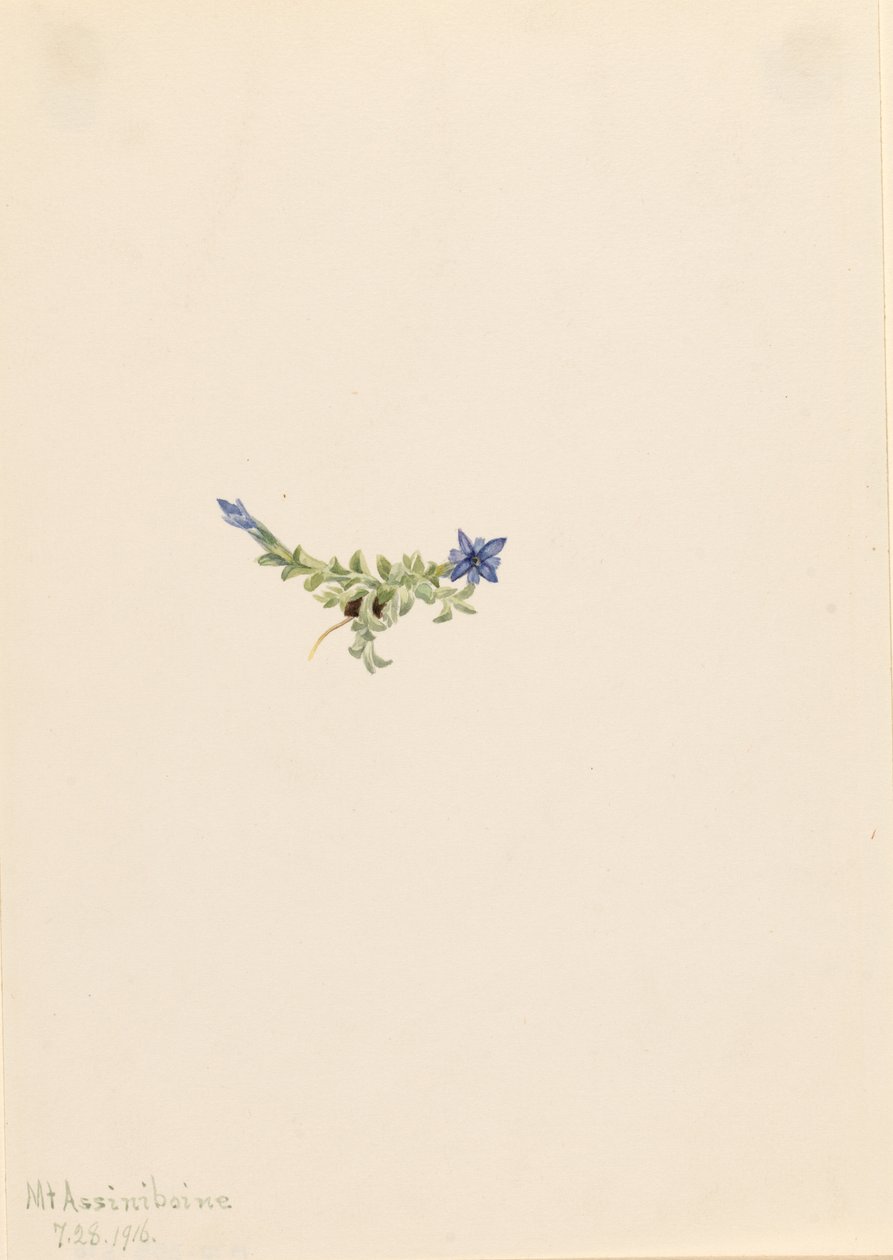 Gentiane moussue (Gentiana prostrata) - Mary Vaux Walcott