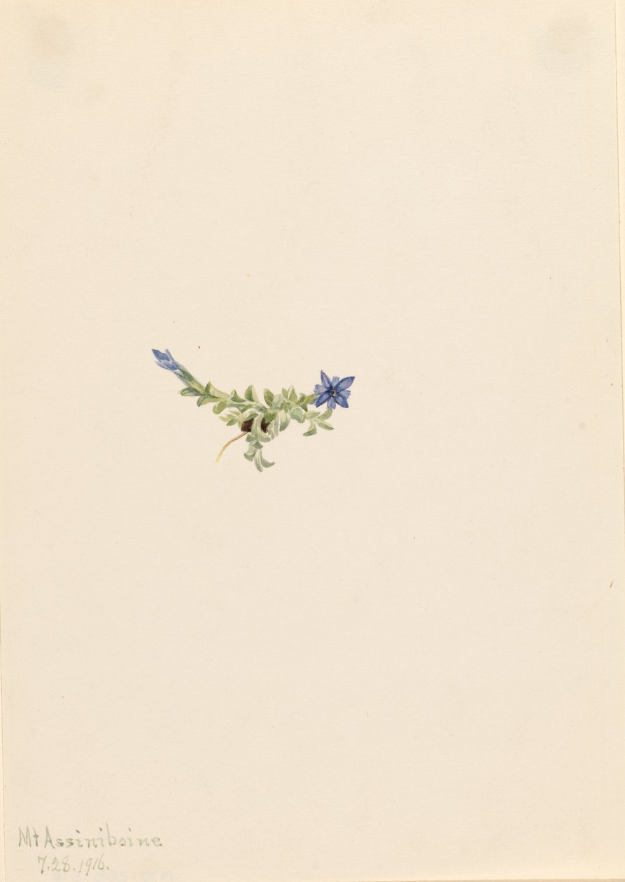 Gentiane mousseuse Gentiana prostrata, 1916 - Mary Vaux Walcott
