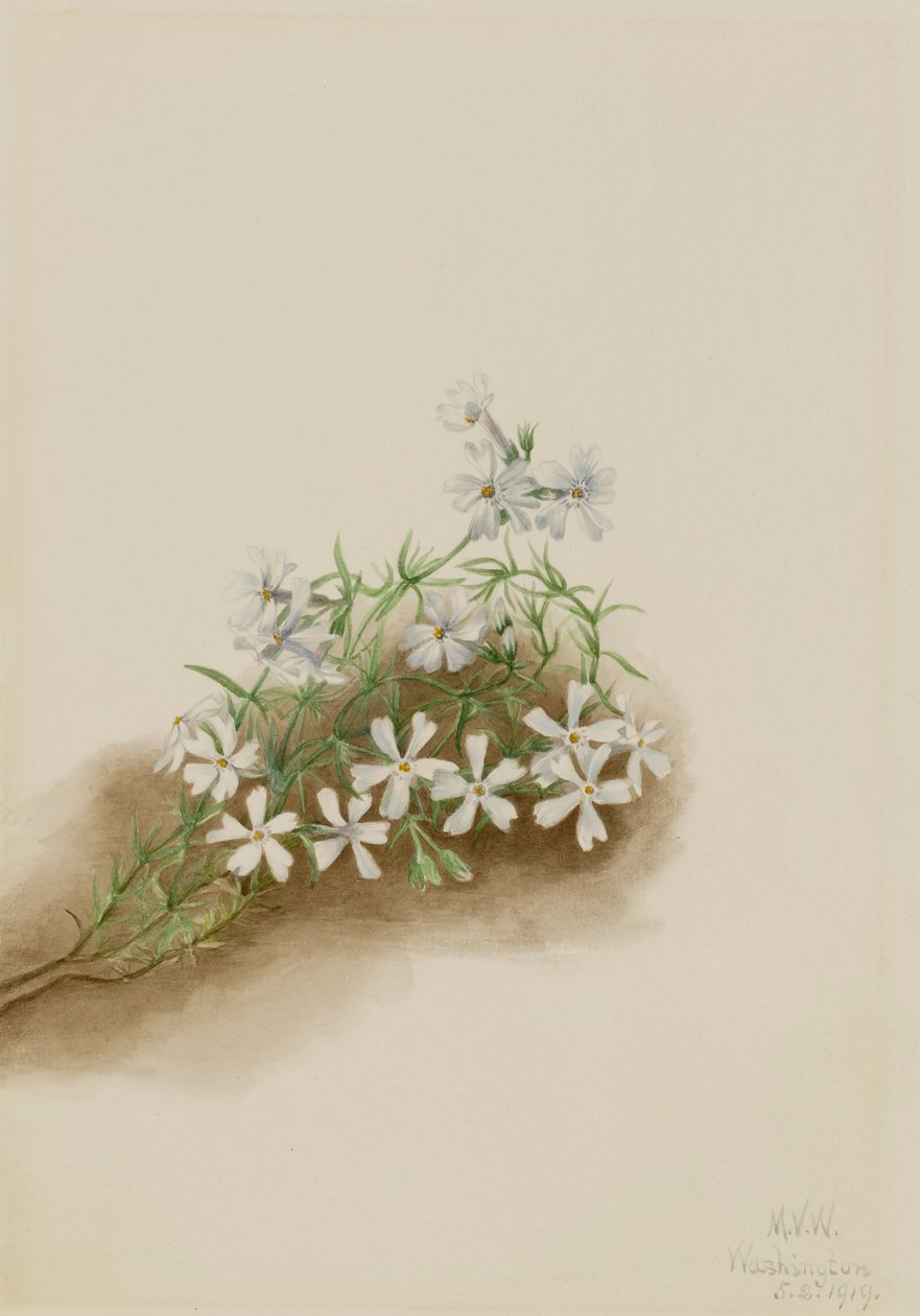 Phlox subulata rose mousse - Mary Vaux Walcott
