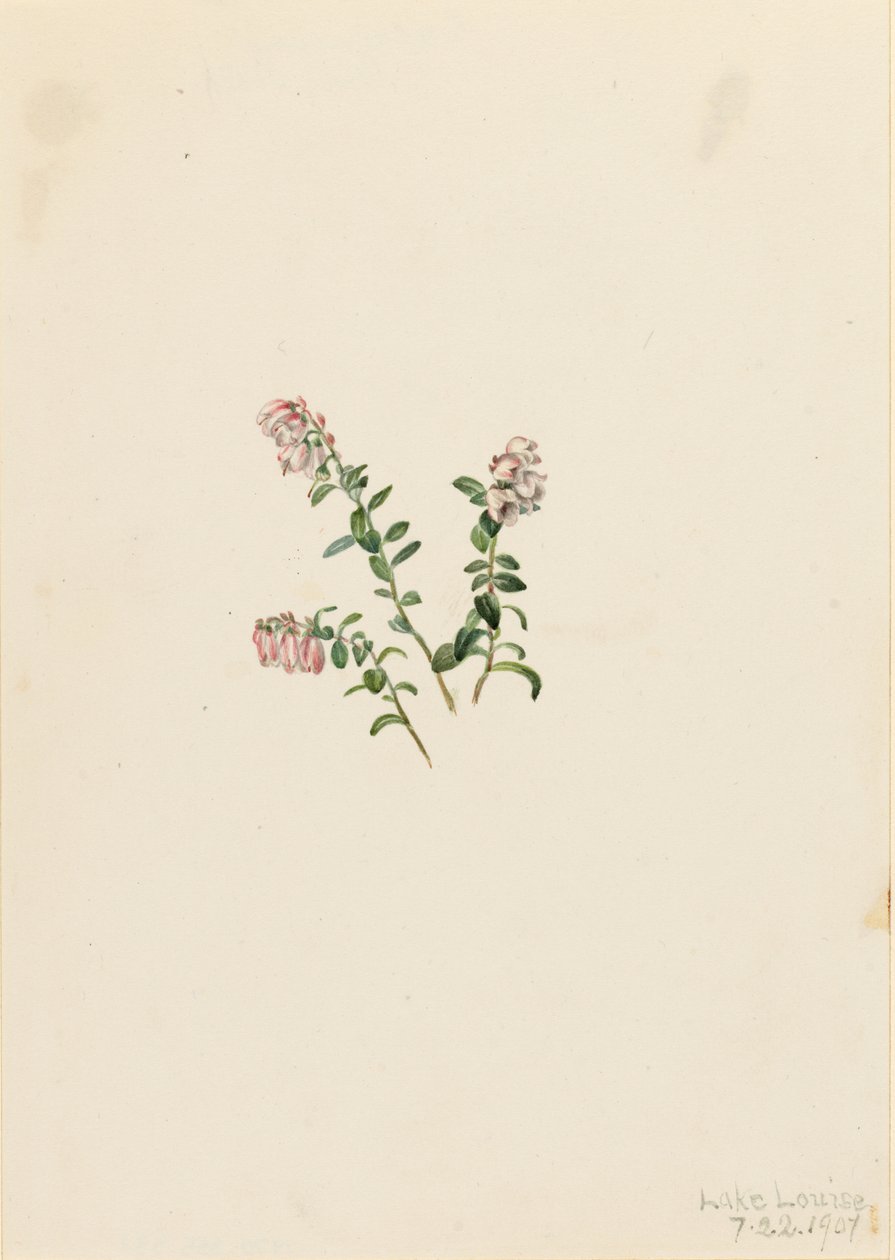 Airelle de montagne (Vaccinium vitisidaea minus) - Mary Vaux Walcott