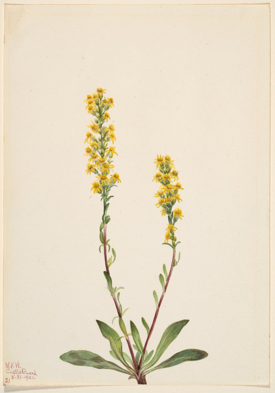 Verge d