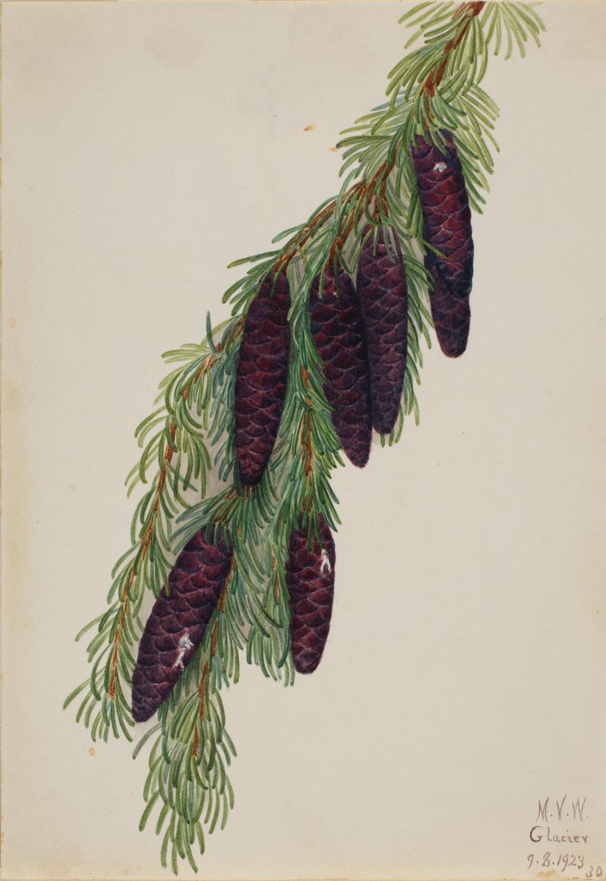 Tsuga mertensiana, 1923 - Mary Vaux Walcott