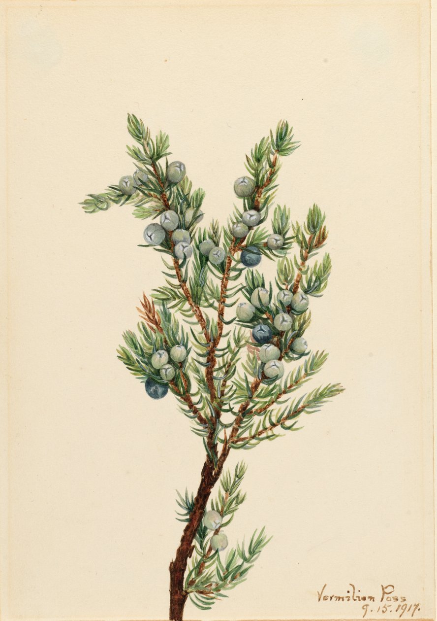 Genévrier de montagne Juniperus sibirica, 1917 - Mary Vaux Walcott