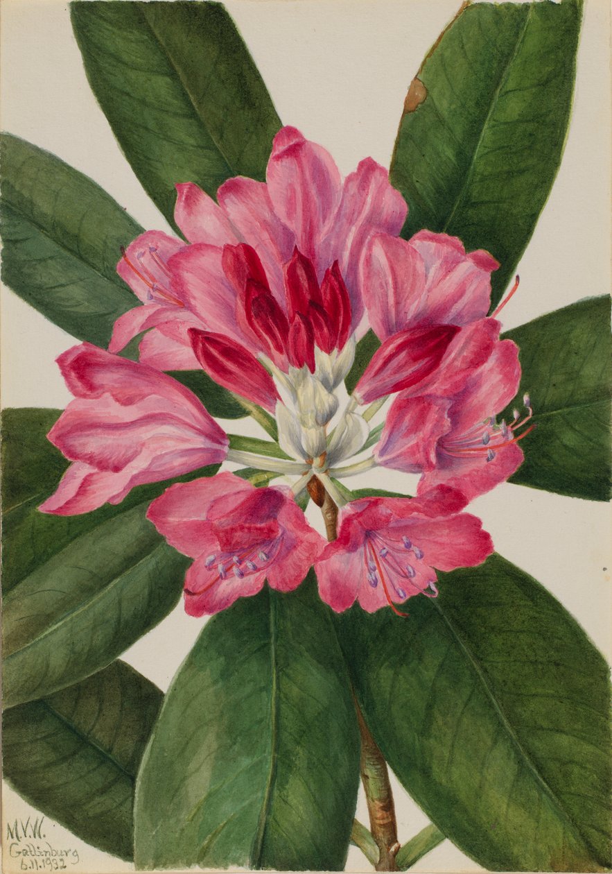 Rhododendron de montagne (Rhododendron catawbiense) - Mary Vaux Walcott