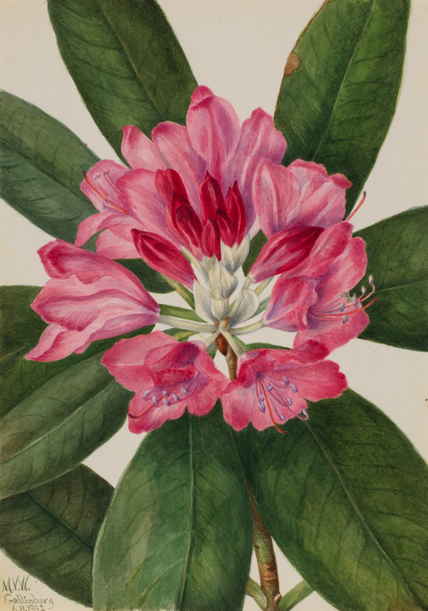 Rhododendron de montagne Rhododendron catawbiense, 1932 - Mary Vaux Walcott