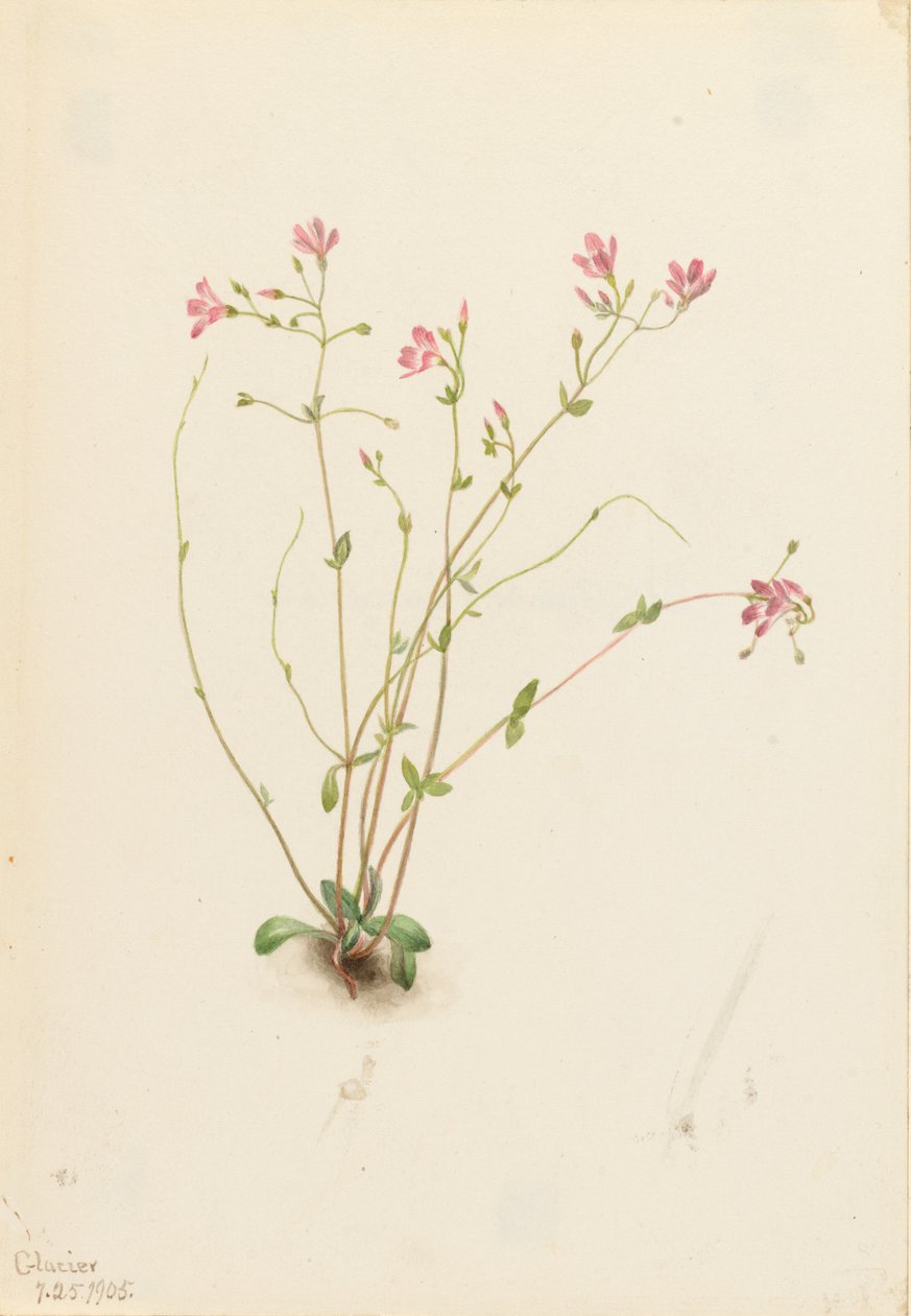Claytonia parvifolia (Claytonia parvifolia) - Mary Vaux Walcott