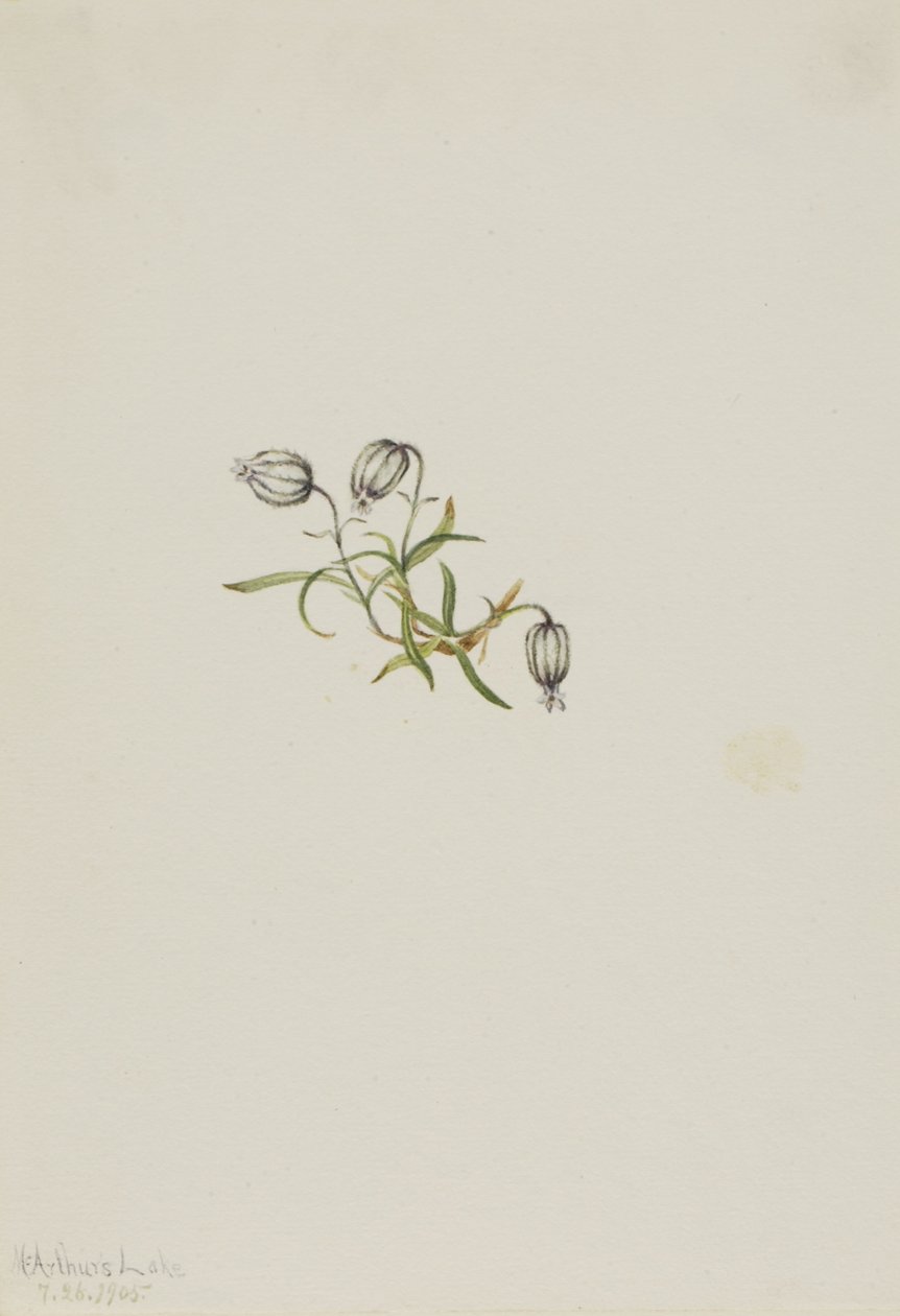 Lychnis apetala (Lychnis apetala) - Mary Vaux Walcott