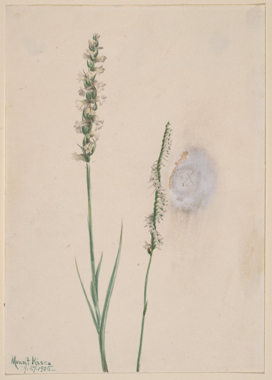 Ibidium cernum (Ibidium cernum) - Mary Vaux Walcott