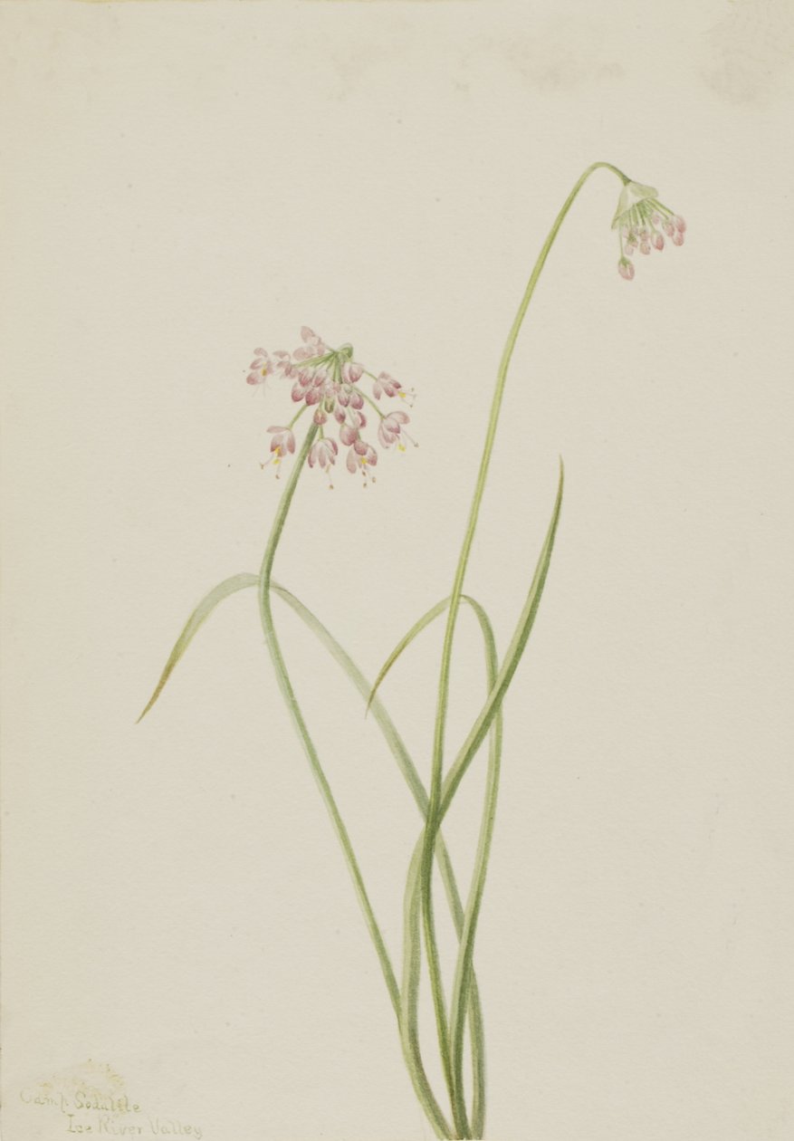 Allium cernuum, 1901 - Mary Vaux Walcott