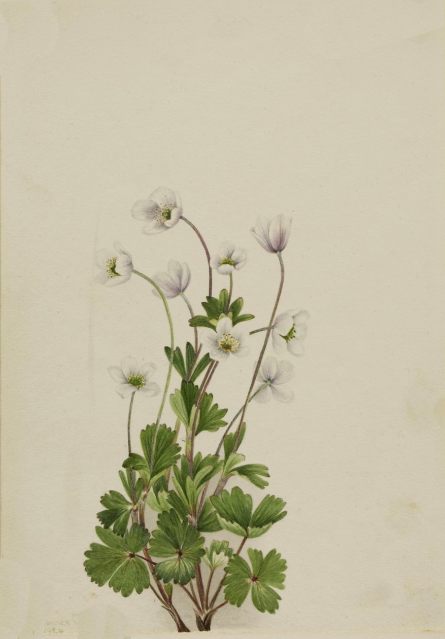 Anémone du Nord Anemone parviflora, 1924 - Mary Vaux Walcott
