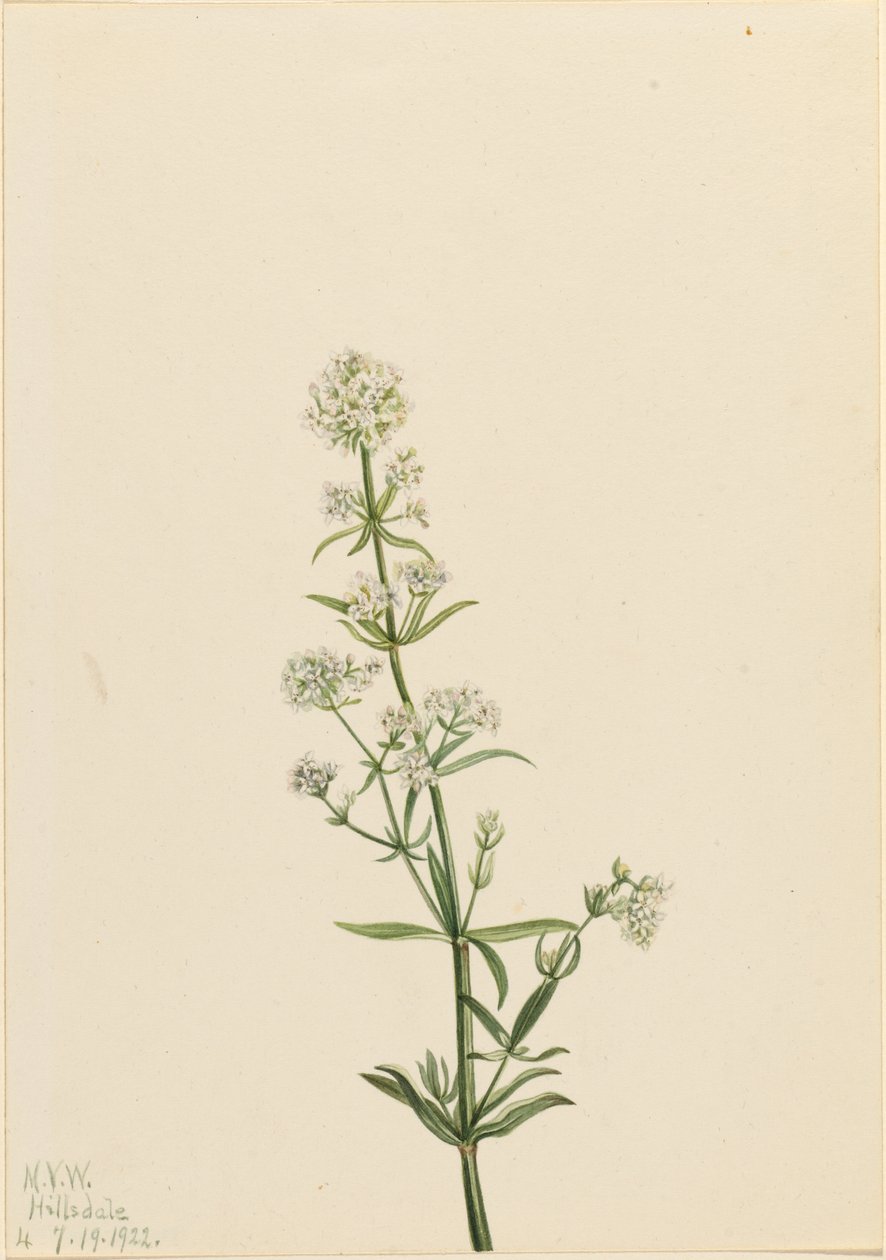 Gaillet gratteron (Galium boreale) - Mary Vaux Walcott