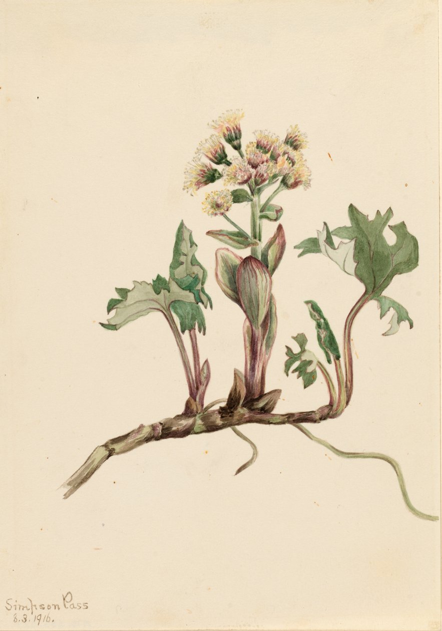 Pétasite hyperbore (Petasites hyperboreus) - Mary Vaux Walcott