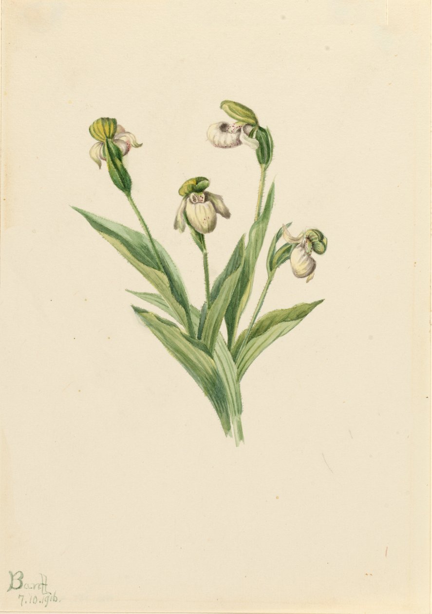 Sabot de la dame du Nord Cypripedium passerinum, 1916 - Mary Vaux Walcott