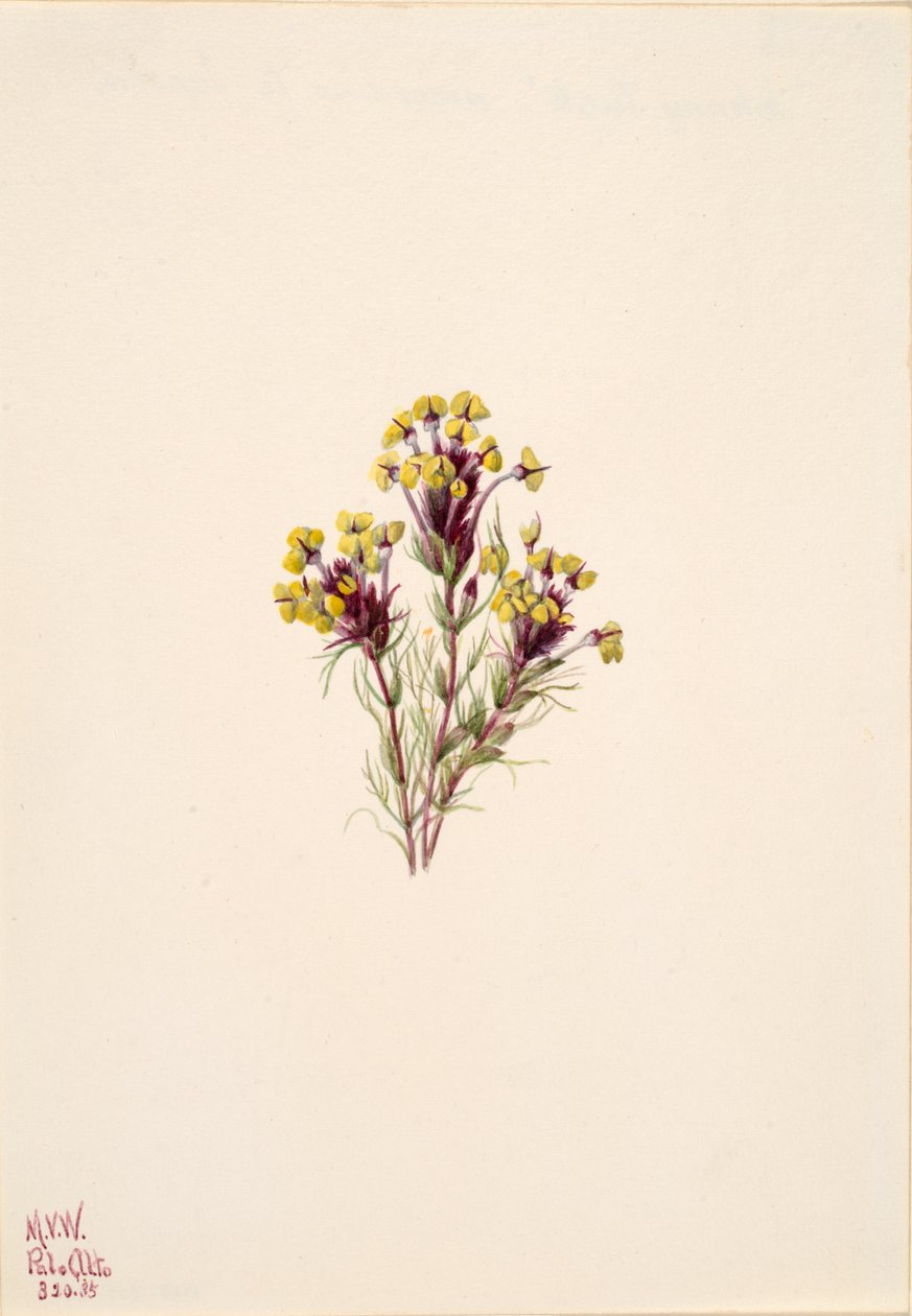 Trèfle des hiboux Orthocarpus erianthus, 1935 - Mary Vaux Walcott