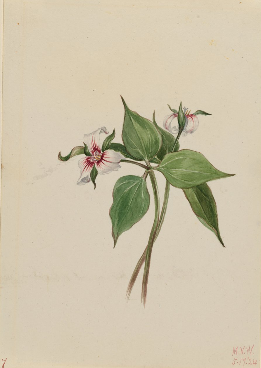 Trille peint (Trillium undulatum) - Mary Vaux Walcott