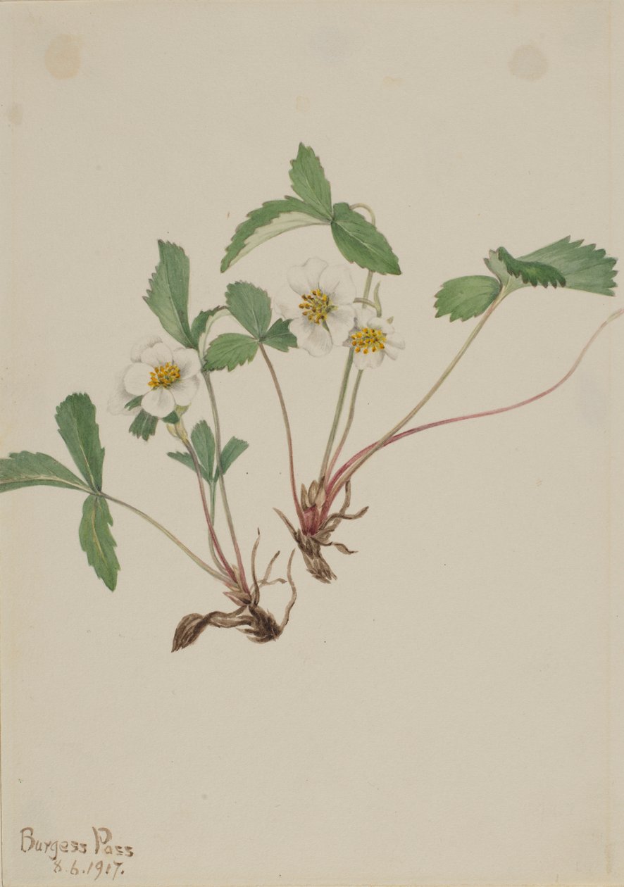 Fraise pâle (Fragaria glauca) - Mary Vaux Walcott