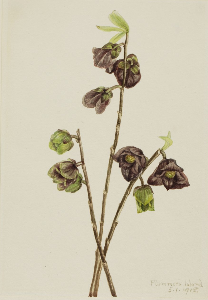 Papaw Asimina triloba, 1918 - Mary Vaux Walcott