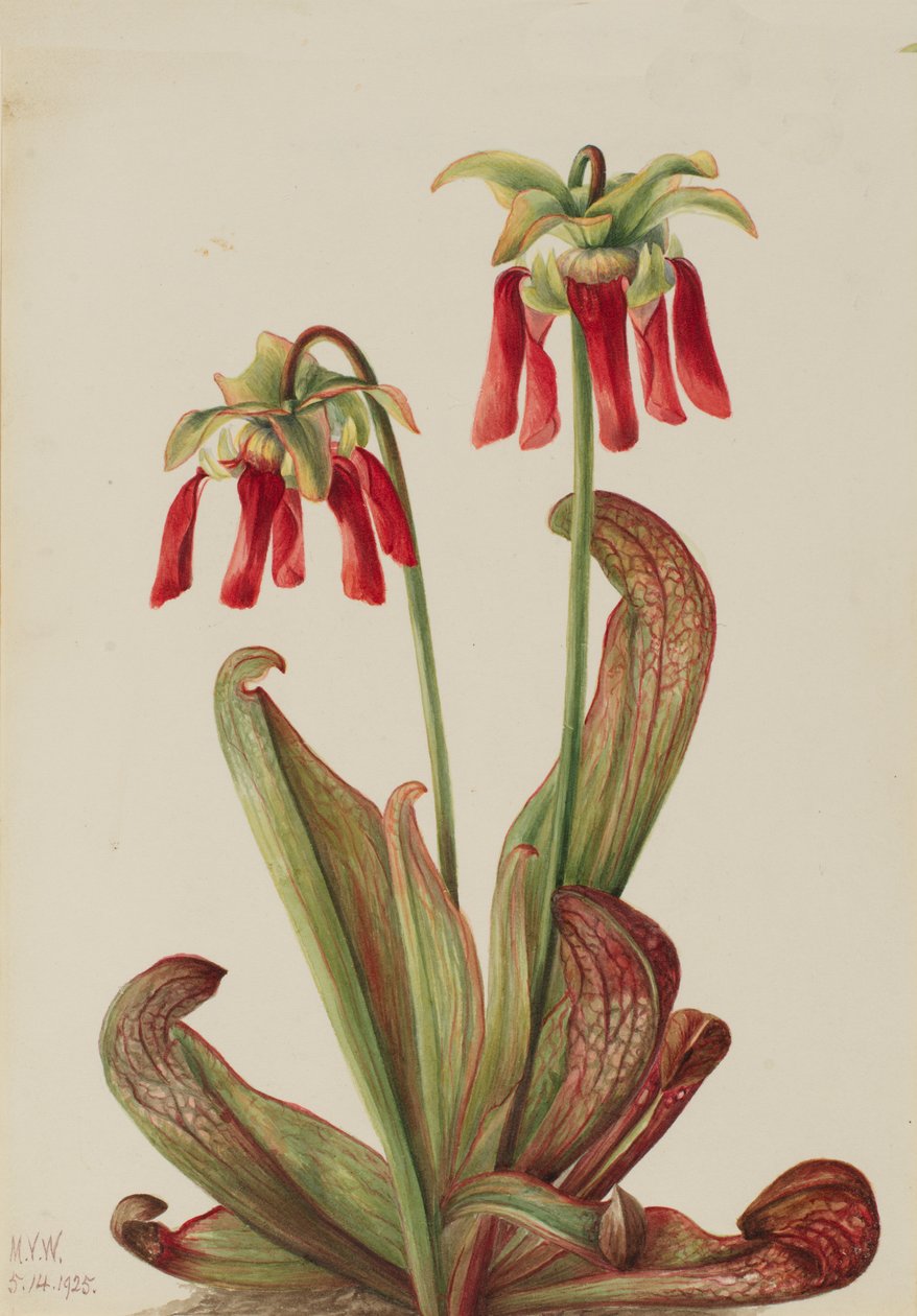 Sarracénie perroquet, 1925 - Mary Vaux Walcott