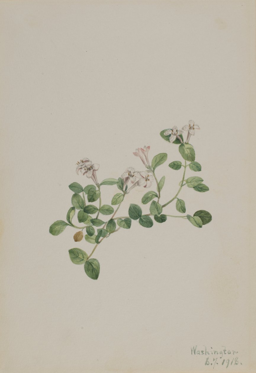 Myrtille (Mitchella repena) - Mary Vaux Walcott
