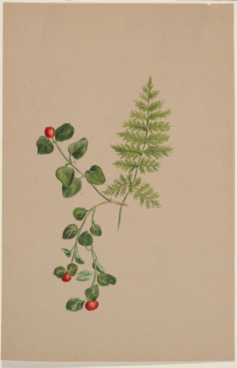 Millepertuis (Mitchella repens) - Mary Vaux Walcott