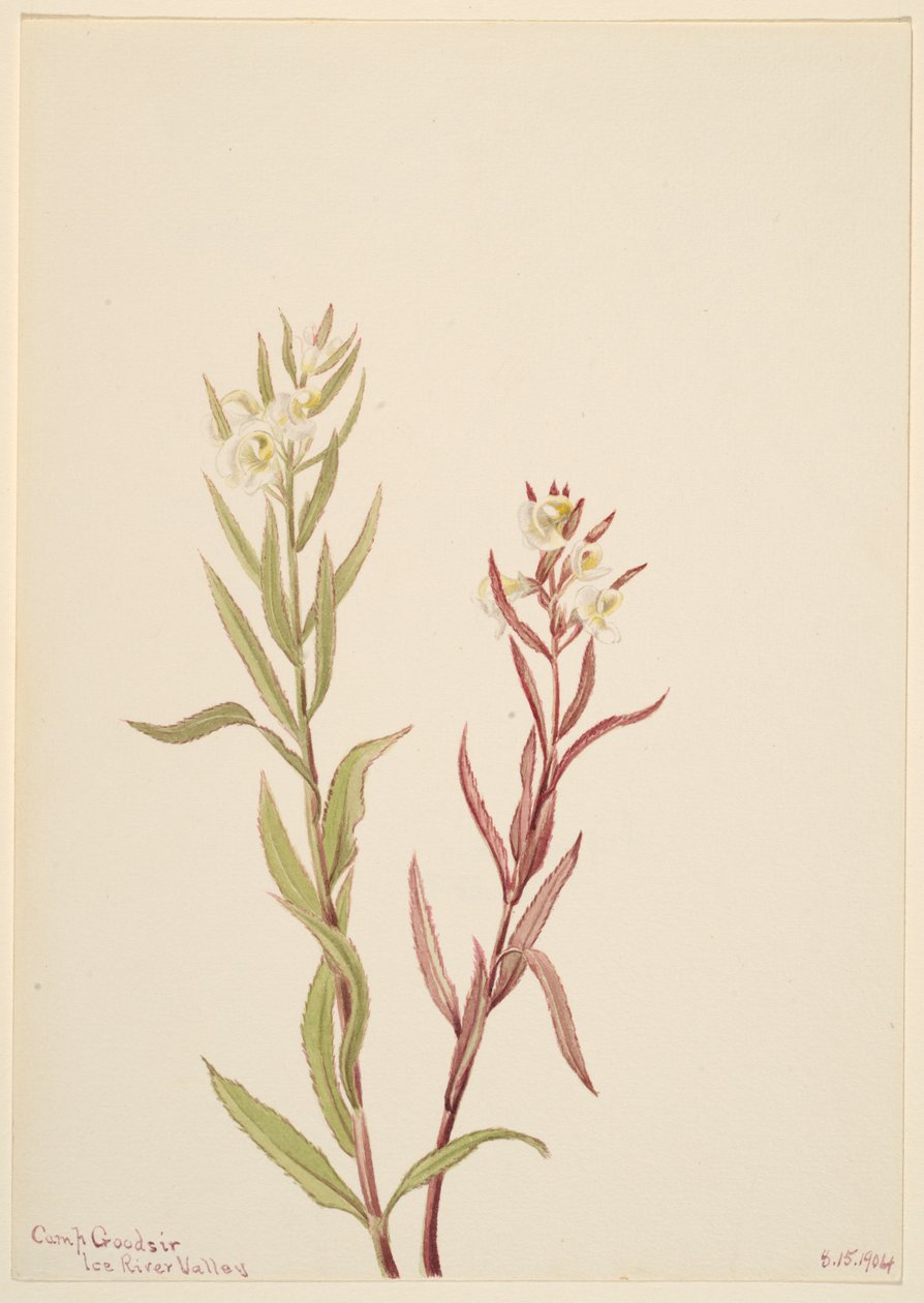 Pedicularis raremosa - Mary Vaux Walcott