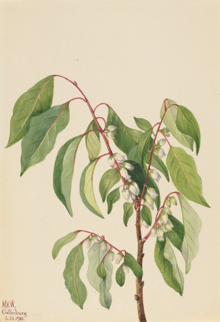 Plaqueminier de Virginie, 1932 - Mary Vaux Walcott