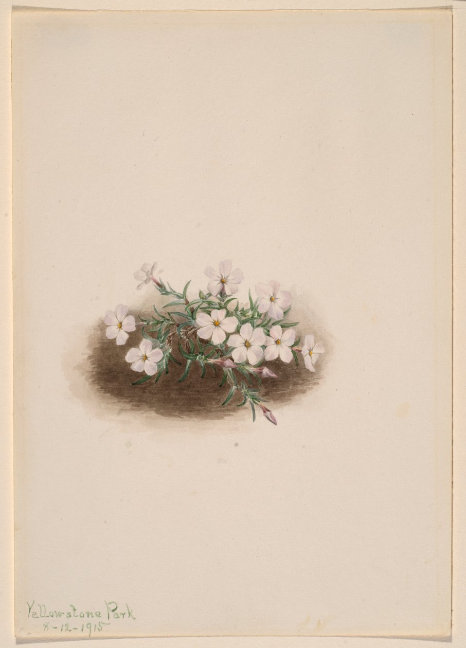 Phlox - Mary Vaux Walcott