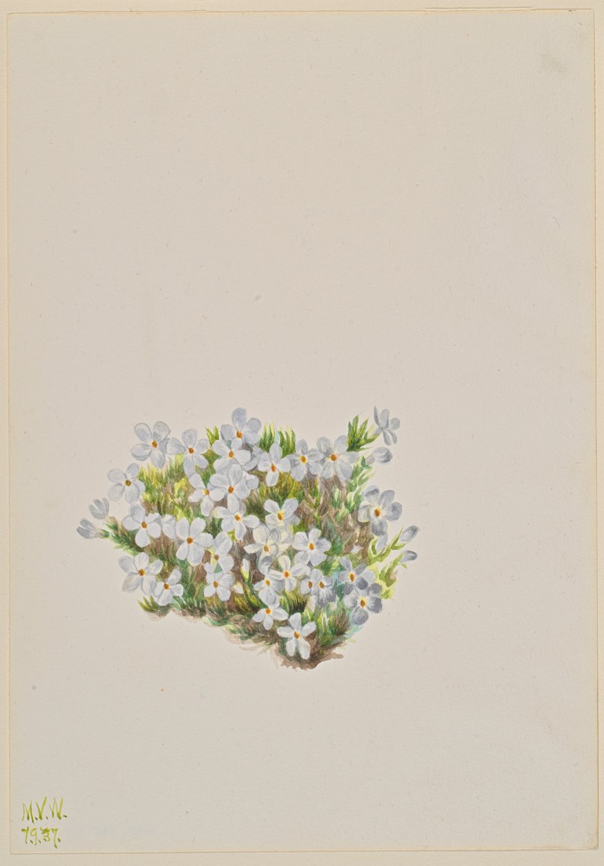 Phlox Phlox caespitosa - Mary Vaux Walcott