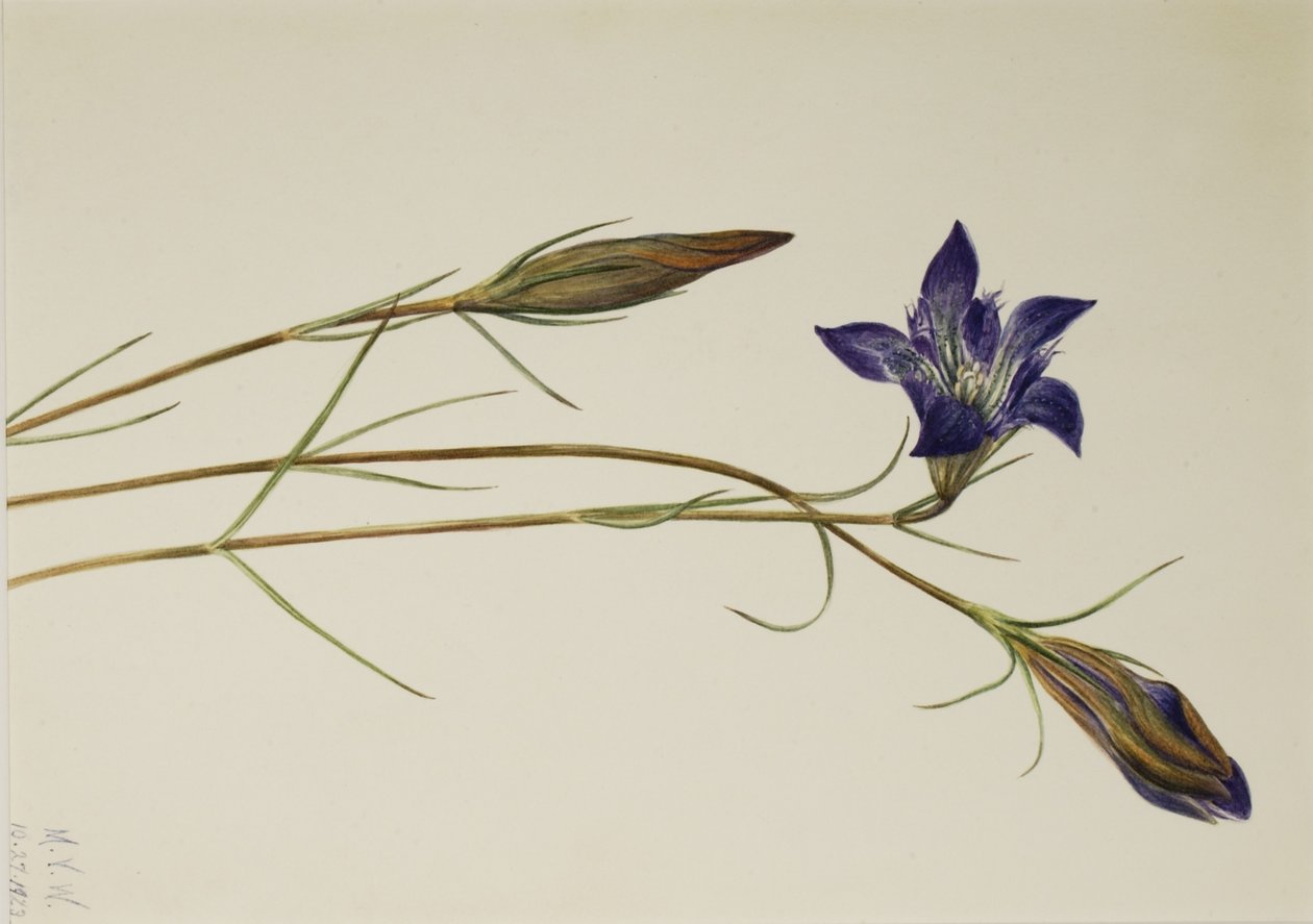 Gentiane de Pinebarren (Gentiana porphyrio) - Mary Vaux Walcott
