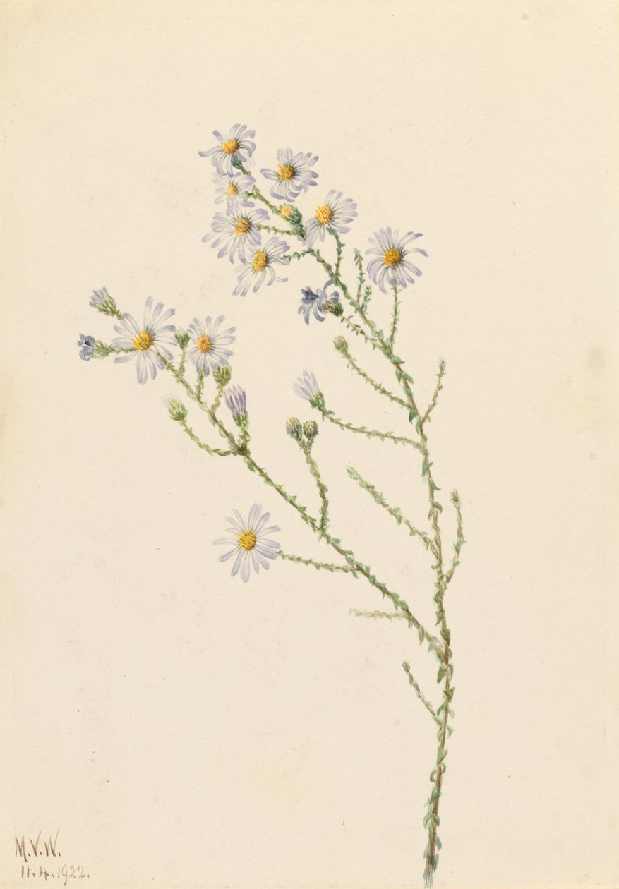 Aster des pinèdes (Aster squarrosus) - Mary Vaux Walcott