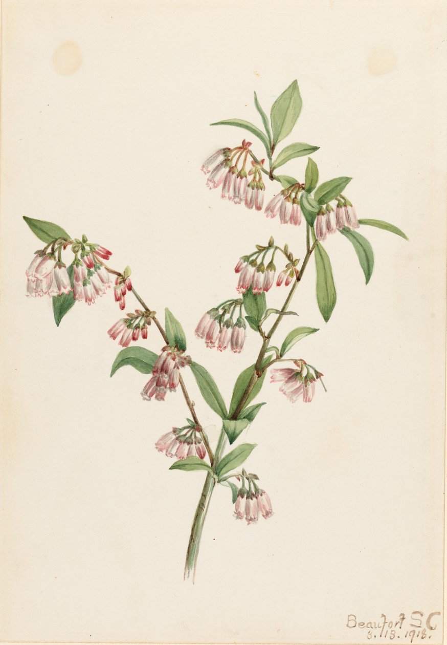 Myrtille des pinèdes (Vaccinium tenellum) - Mary Vaux Walcott