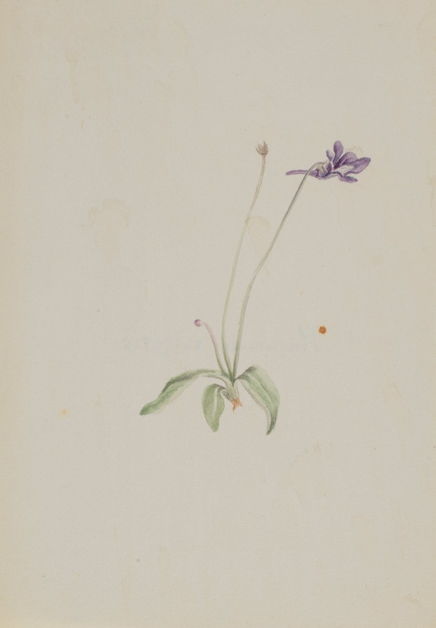 Pinguicula vulgaris - Mary Vaux Walcott