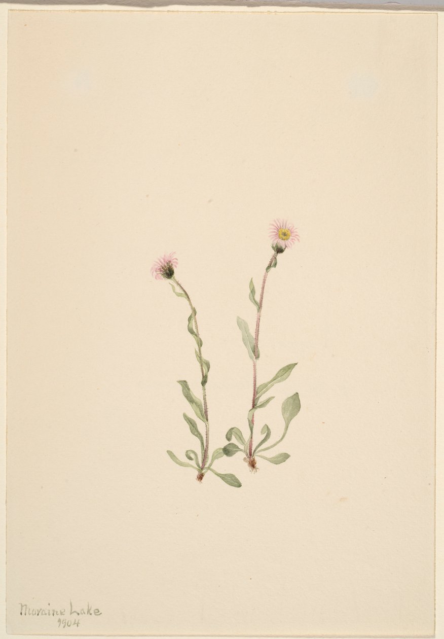 Vergerette rose (Erigeron jucundus) - Mary Vaux Walcott