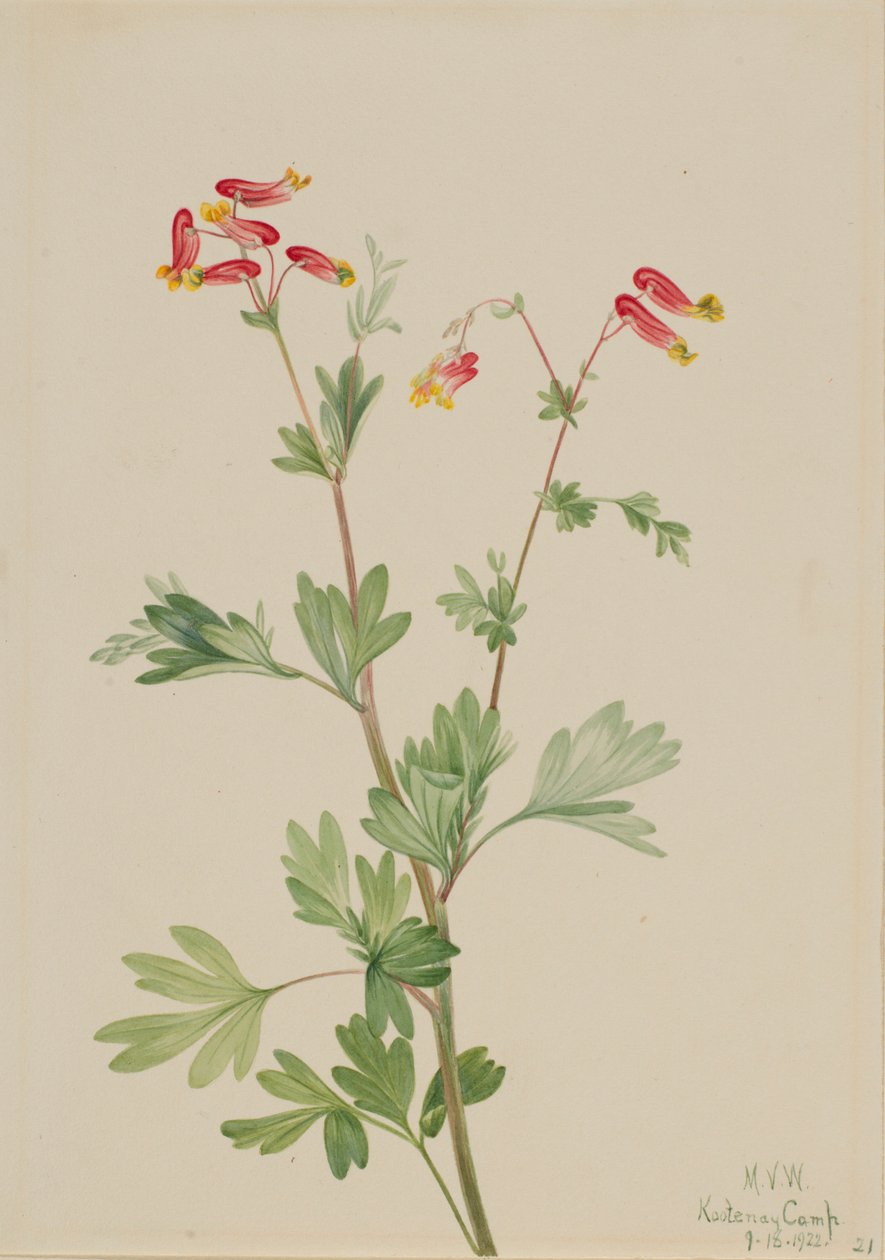 Capnoides sempervirens (Capnoides sempervirens) - Mary Vaux Walcott