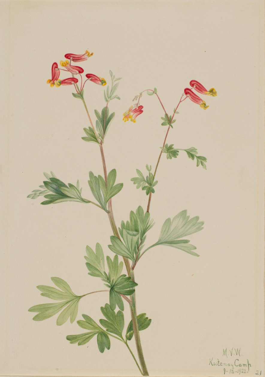 Capnoides sempervirens rose - Mary Vaux Walcott