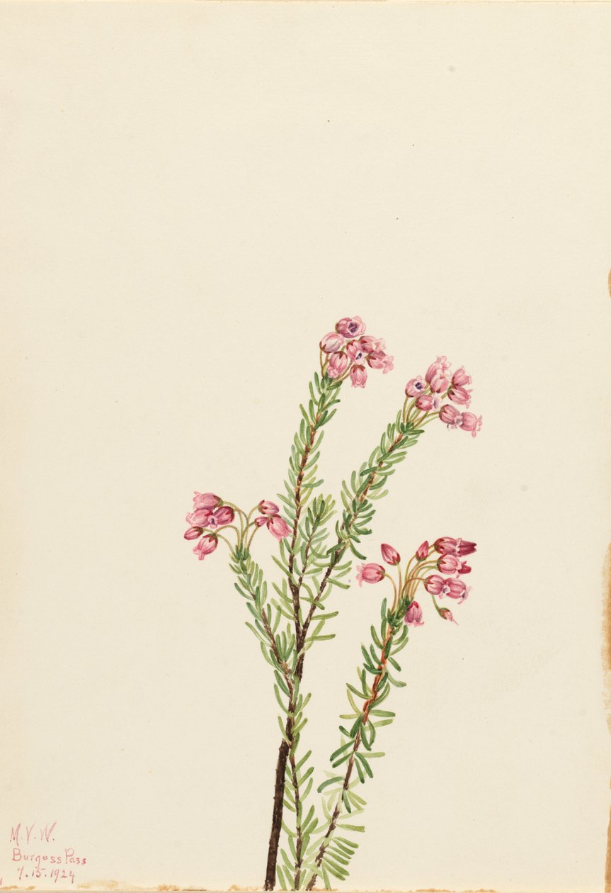 Bruyère des Montagnes Roses - Mary Vaux Walcott