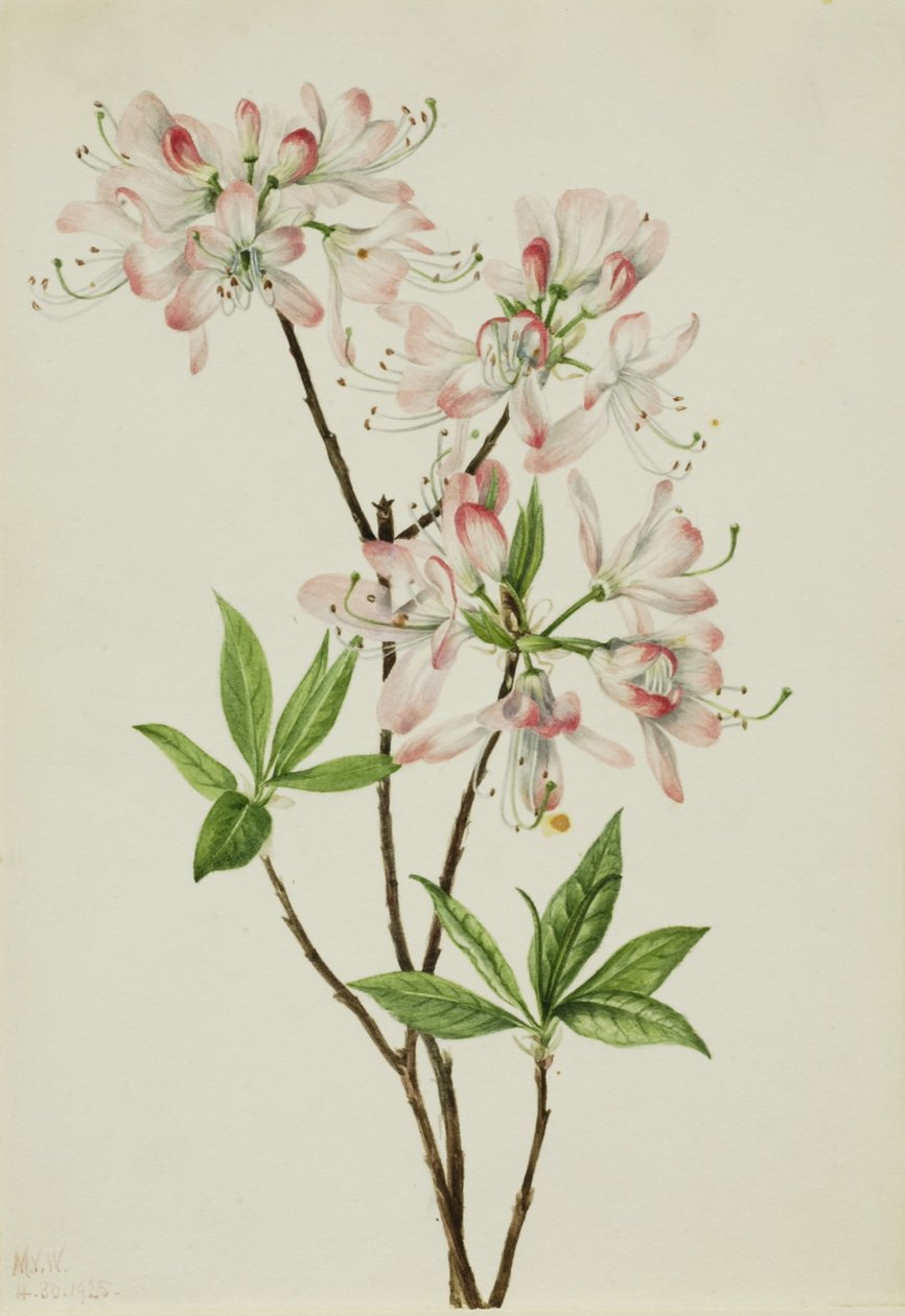Azalée à coquille rose (Azalea vaseyi) - Mary Vaux Walcott