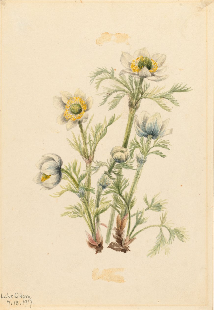 Anémone à panache (Pulsatilla occidentalis) - Mary Vaux Walcott