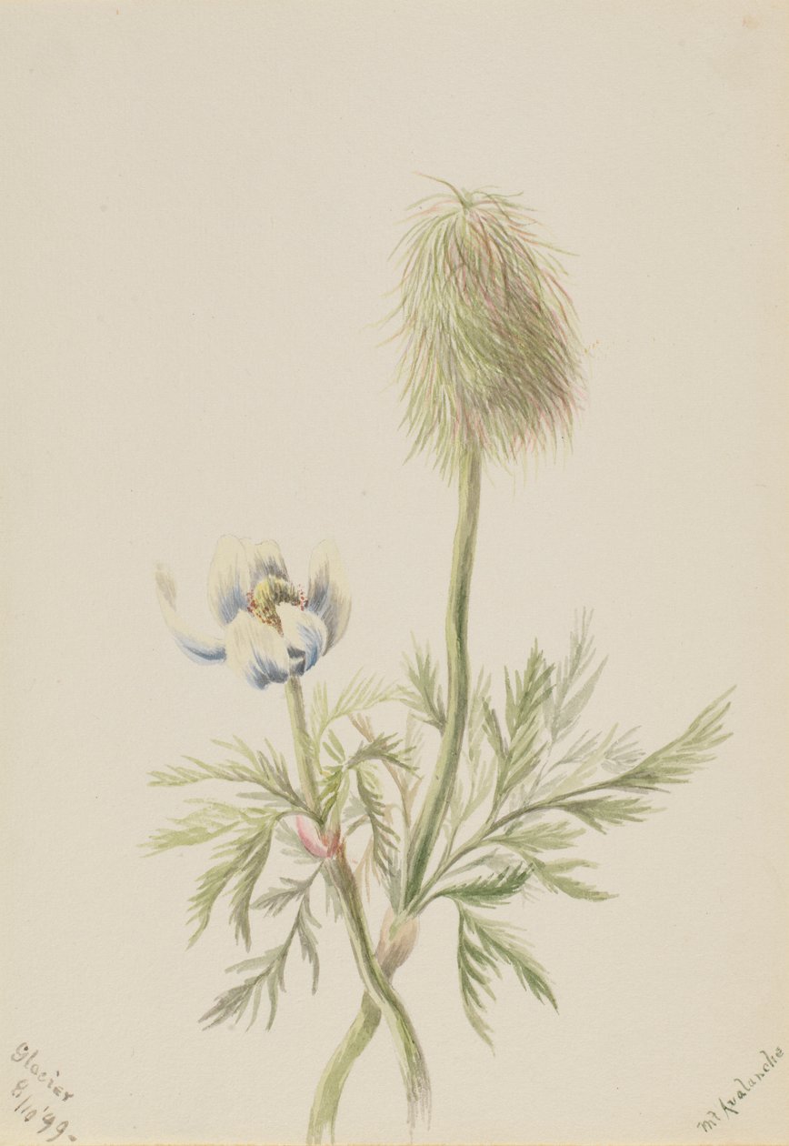 Pulsatilla occidentalis - Mary Vaux Walcott