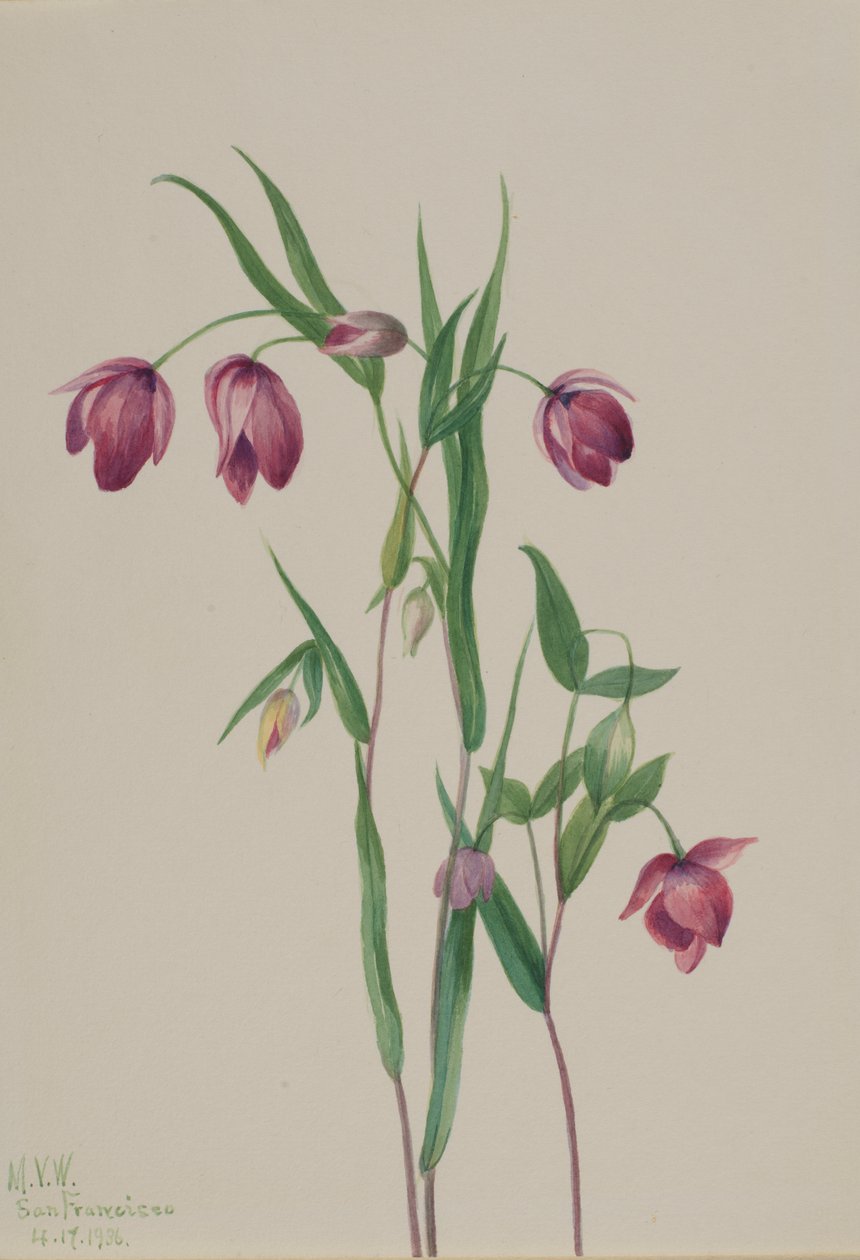 Lanterne féerique violette Calochortus anoenum, 1936 - Mary Vaux Walcott