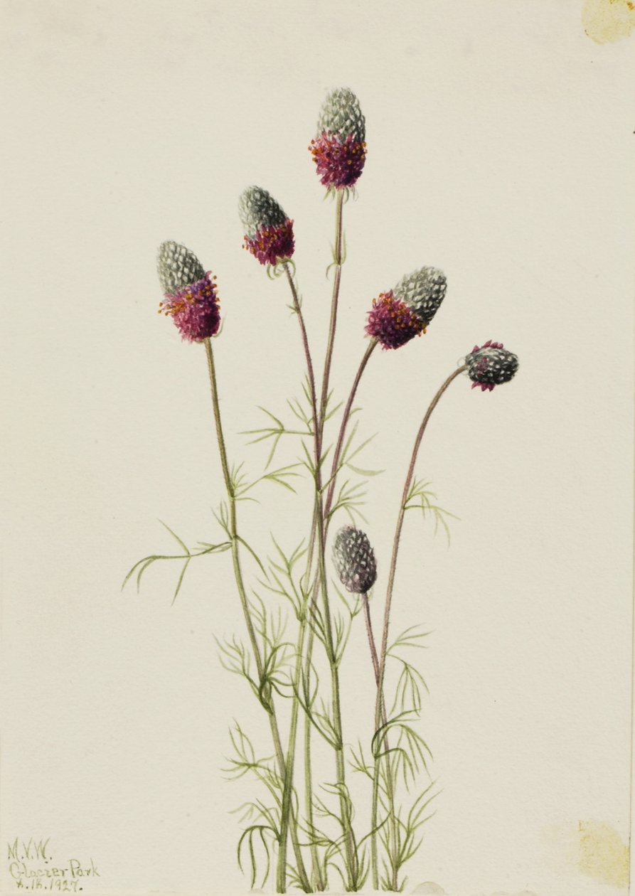 Petalostemon purpureum (Petalostemon purpureum) - Mary Vaux Walcott