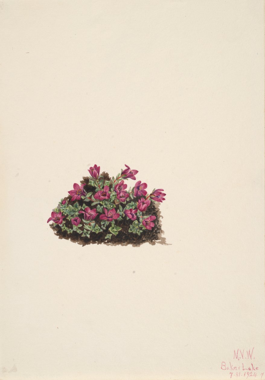 Saxifrage pourpre, 1924 - Mary Vaux Walcott