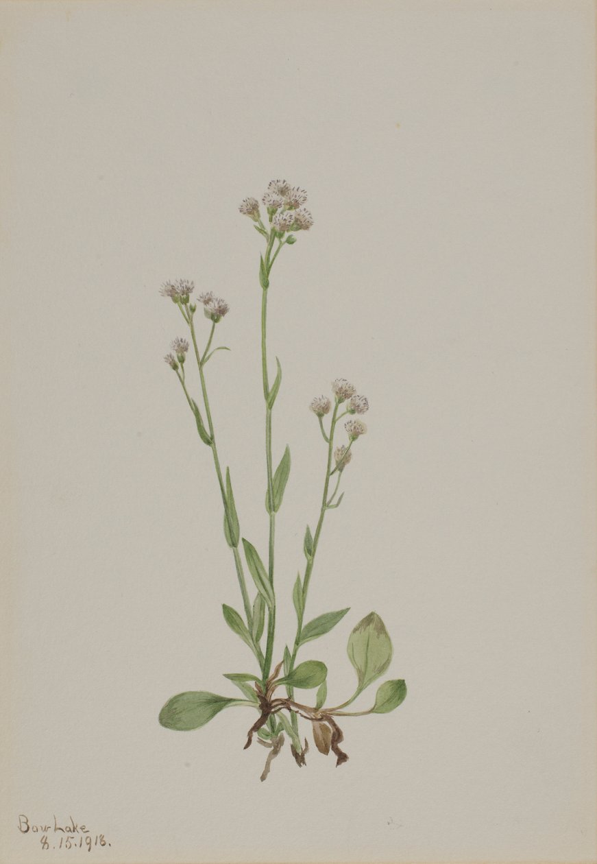 Antenne (Antennaria racemosa) - Mary Vaux Walcott